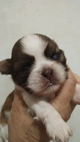 Shitzu 