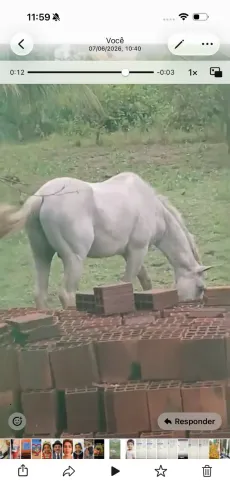 25.000,00 Cavalo Quarto de Milha