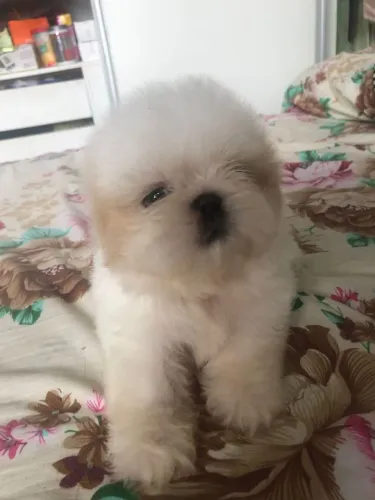 VENDO SHIH TZU....... MACHO