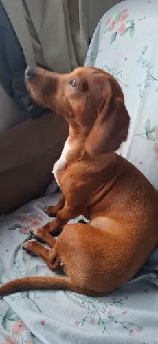 Lindo Filhote de Dachshund (Salsicha) Vacinado e Vermifugados