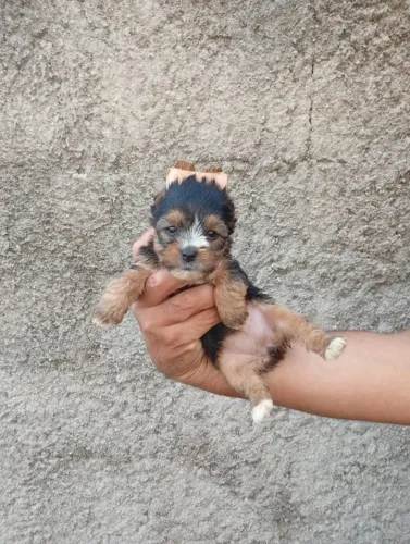 Yorkshire Terrier Fêmea Com Pelagem linda