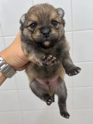 Lulu da Pomerania - Spitz Alemão