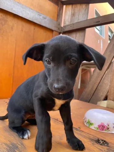 Filhote labrador com vira lata