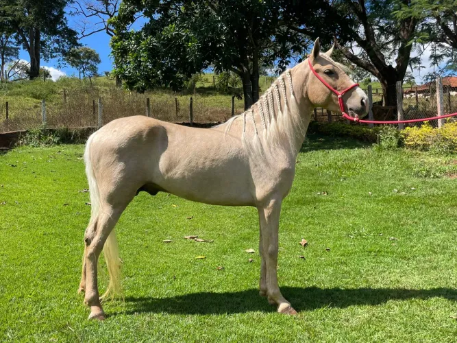 Cavalo alazão amarilho