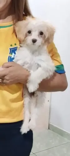 Cachorro poodle toy