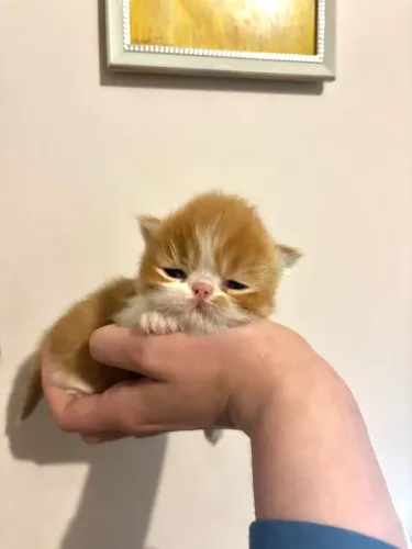 Gatos persa