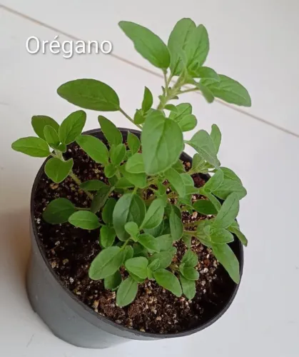 Muda de hortaliças