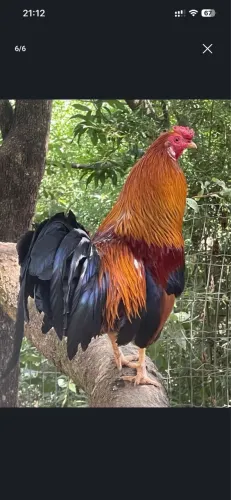 Galo muito saudável
