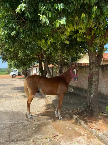 Vendo Cavalo Árabe