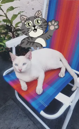 Doação gato macho dócil