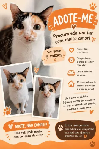 Gato adoção responsável