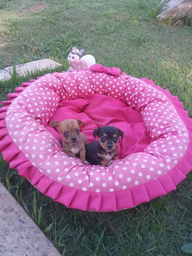 Pinscher mini