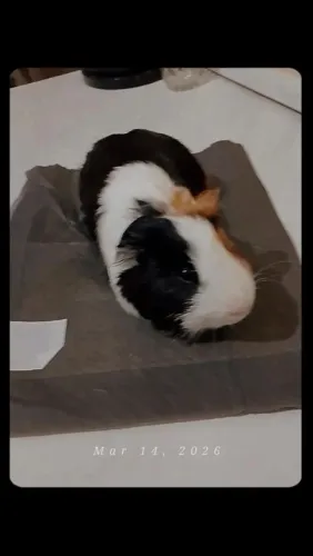 Porquinho macho reprodutor doação com custo