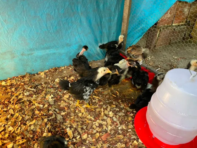 Galos galinhas e pintinhos