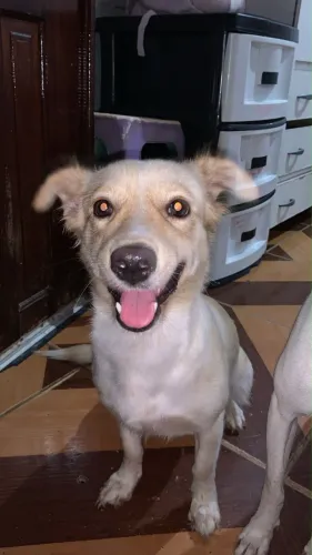 PARA ADOÇÃO