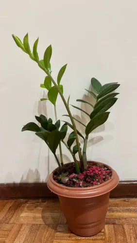 Zamioculcas