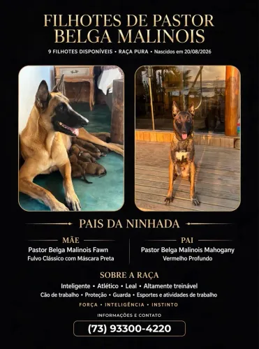 FILHOTES DE PASTOR BELGA MALINOIS ? RAÇA PURA