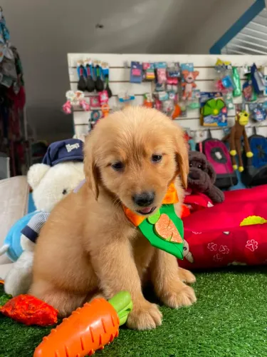 Golden Retriever machinho R$ 2.900,00 
