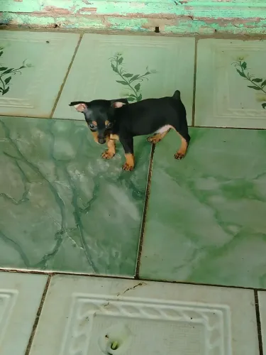 Pinscher 1 puro de pai e mãe