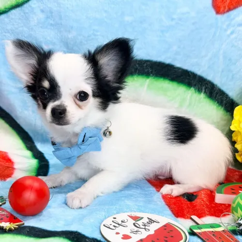 Chihuahua/ Prontos para um Novo Lar