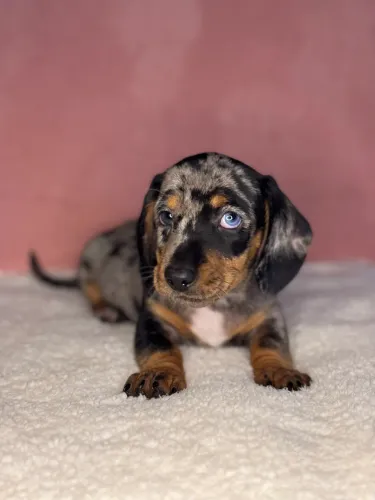 basset dachshund fêmeas