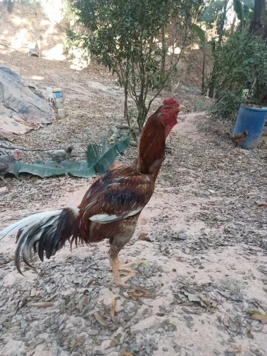 Índio gigante