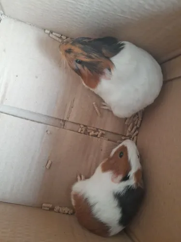 Vendo lindos porquinhos da india filhotes 