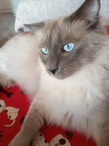 Vendo gato ragdol blue point com 10 meses, castrado e testado negativo para fiv e felv.