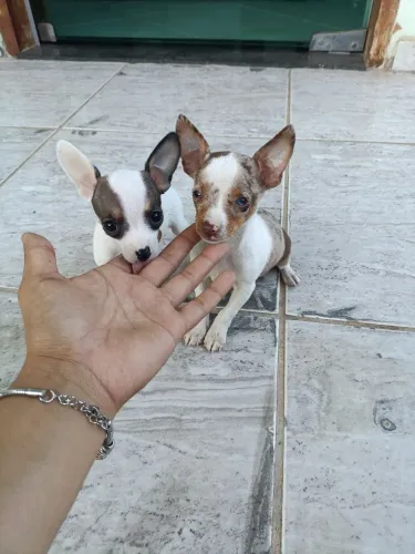 Pinscher Micros Fêmea e Macho disponíveis!