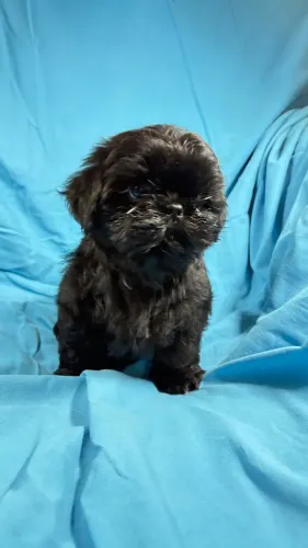 Lindo macho de Shihtzu preto ! 