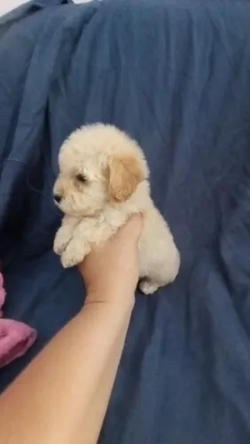 Poodle toy macho 