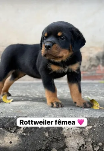 Filhote RoTTweiler