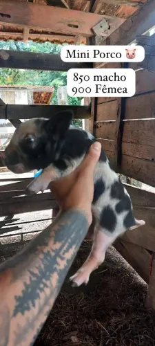 Mini Porco 