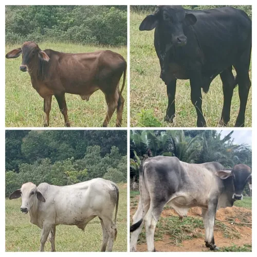 Vendo lote de 4 Garrotes