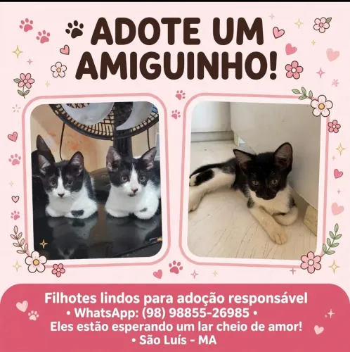 3 filhotes fêmia para adoção responsável, somente para pessoas com maior idade.