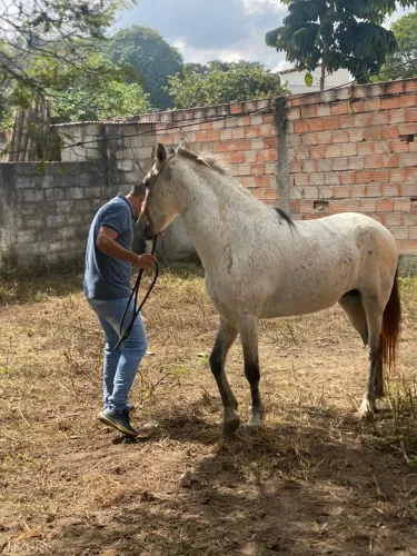 Cavalo inteiro mangalarga marcha picada