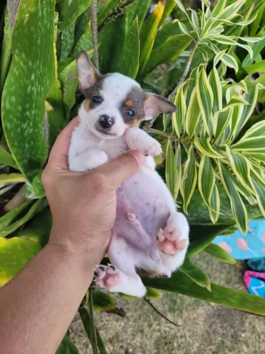 Pinscher 