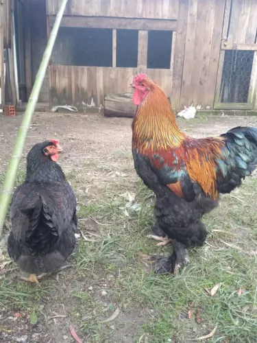 Galo brahma perdiz e galinha caipira