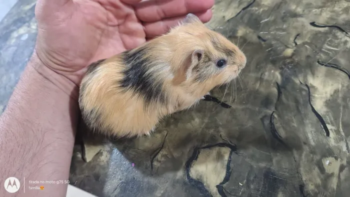 Porquinho da india