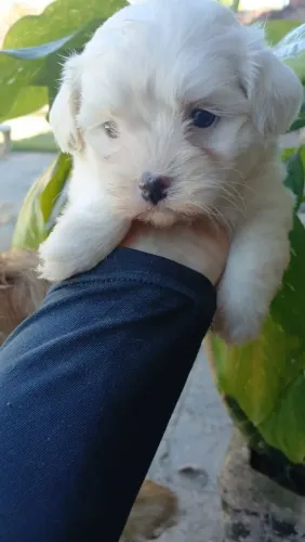 Maltês femea mini