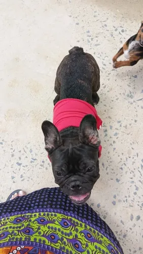 Cachorro femea