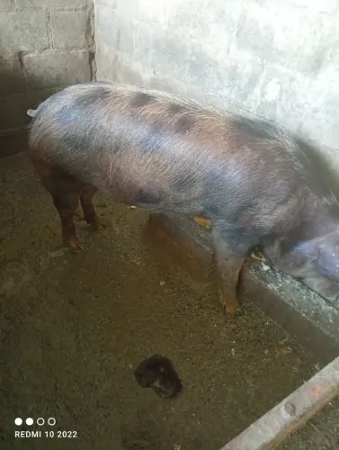 Leitoa prenha da primeira cria