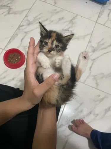 Gata filhote para adoção