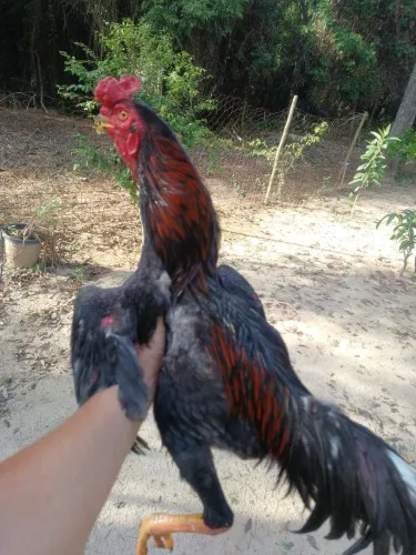 Vendo galo indio
