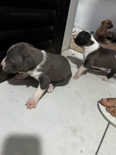 American bully