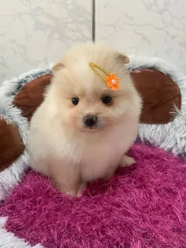 Spitz Alemão Filhote Com Um Charme Que Conquista