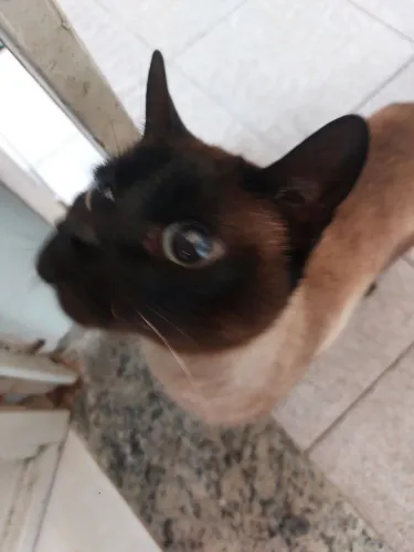 Gato Siamês Para Doação