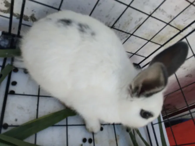 Vendo coelhos! Machos e fêmeas! 