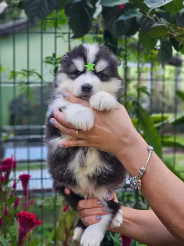 Husky Siberiano | Rota Campo Grande 18/05 