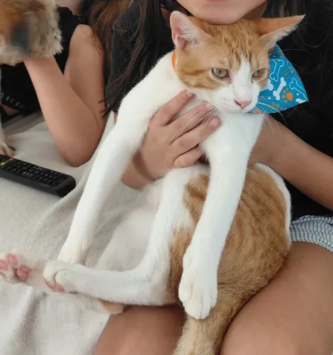 Doação gato macho 8 meses
